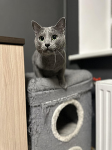 Русский голубой котик 5 лет возраст (1 фото из 5)