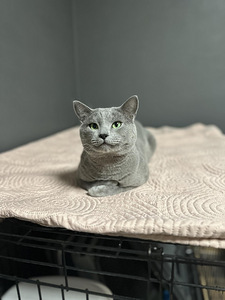 Русский голубой котик 5 лет возраст (3 фото из 5)