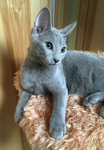 Русские голубые котята (3 фото из 5)
