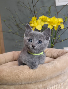 Русские голубые котята (3 фото из 10)
