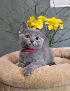 Русские голубые котята (5 фото из 10)