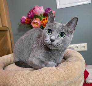 Russian Blue female cat Mishka (6 foto / 7)