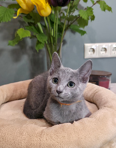 Русские голубые котята (5 фото из 10)