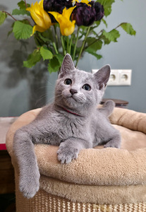 Русские голубые котята (10 фото из 10)