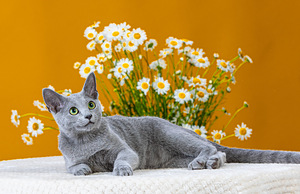 Русская голубая кошка (2 фото из 7)