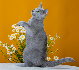 Русская голубая кошка (3 фото из 7)