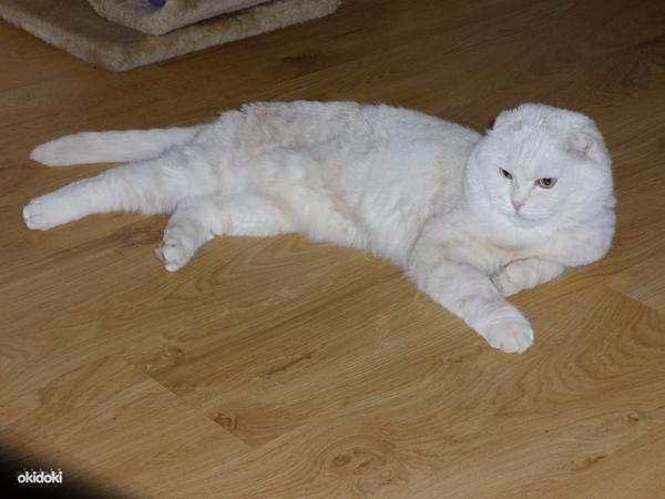Scottish fold kass kutsub pruuti (foto #1)