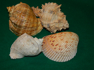 Морские ракушки 4 шт (2 фото из 2)