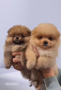 Pomeranian (3 valokuva sivusta 3)
