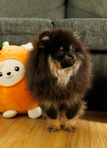 Pomeranian (1 valokuva sivusta 2)