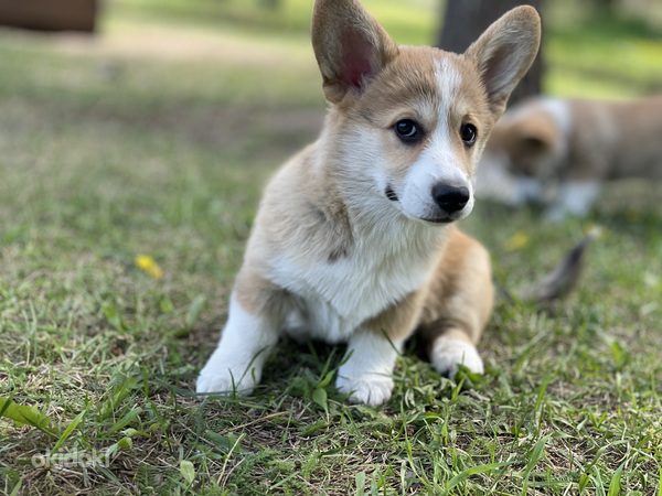 Velsas Korgija pembroka kucēni