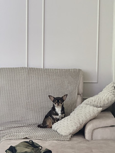 Chihuahua paaritus (2 foto / 4)