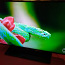 Philips 40-дюймовый телевизор Full HD (фото #2)