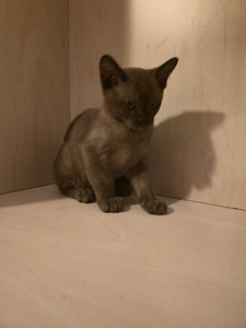 Котята бурма (8 фото из 10)