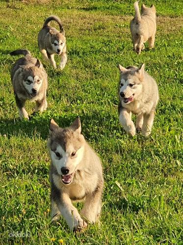 Alaskan Malamute puppies (foto #3)
