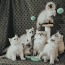 Породистые невские маскарадные котята (фото #1)