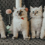 Породистые невские маскарадные котята (фото #2)