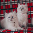 Породистые невские маскарадные котята (фото #3)