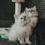 Породистые невские маскарадные котята (фото #5)