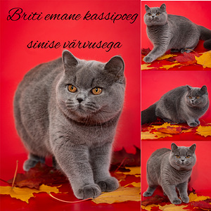 Briti tõupuhtad kassipojad (1 foto / 3)