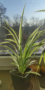 Тупс-травяная лилия или невестин венок (Chlorophytum comosum