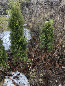 Harilik elupuu 'Brabant' thuja (1 foto / 2)