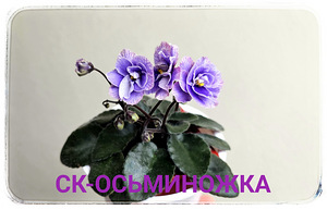 Sordi kannikesed (3 foto / 10)