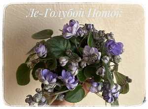 Сортовые фиалки