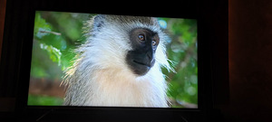 Televiisor JVC FullHD LED 55" (2 foto / 3)
