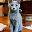 Русская голубая кошка - котята (фото #1)