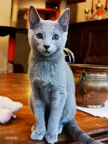 Vene sinine kass - kassipojad (foto #1)