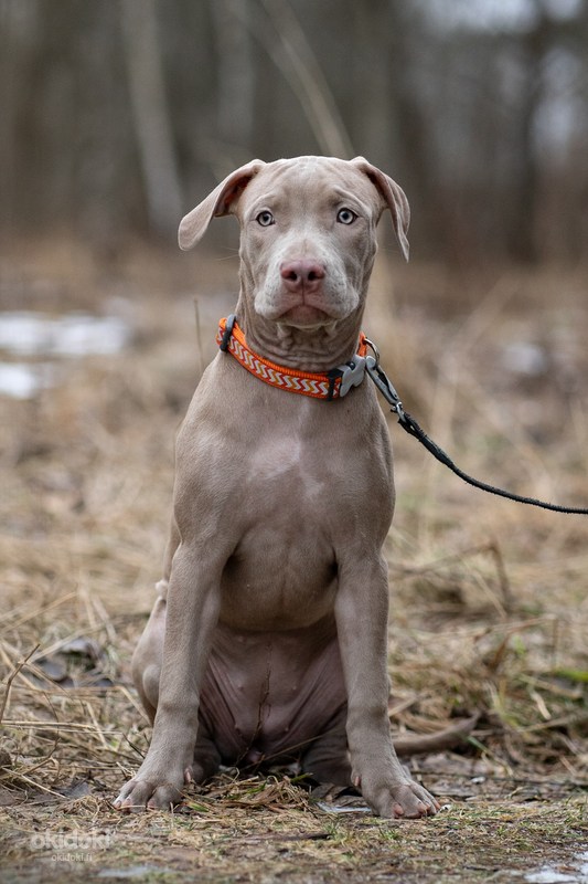 American pitbull terrier (valokuva #5)