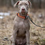American pitbull terrier (valokuva #5)