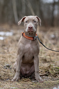 American pitbull terrier (5 valokuva sivusta 9)
