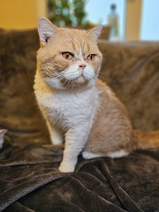 Британские котята (4 фото из 4)