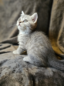 Британские котята (1 фото из 4)