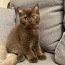 Продам британских короткошерстных котят (фото #4)