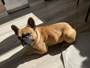 Prantsuse buldog, täies elujõus, otsib pruuti. (1 foto / 2)