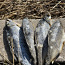 Вяленая рыба Чудского озера 2023 с икрой (фото #1)