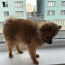 Pomeranian 1 aasta (foto #1)