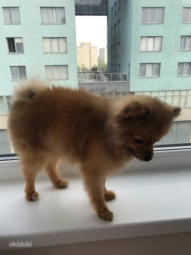 Pomeranian 1 aasta (foto #1)