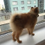 Pomeranian 1 aasta (foto #3)