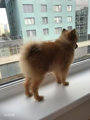 Pomeranian 1 aasta (foto #3)