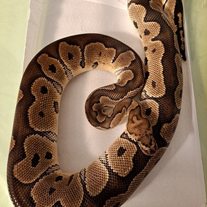 Продается королевский питон (Python regius)