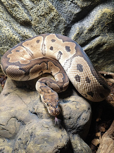 Müüa kuningpüüton (Python regius) (2 foto / 3)