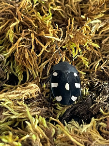 Tarakaanid Therea bernhardti (2 foto / 4)