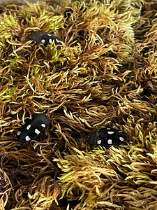 Tarakaanid Therea bernhardti (3 foto / 4)
