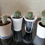 Kaktus (foto #1)