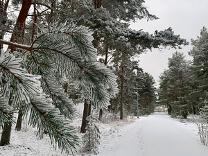 Ojakalda tee 3, Kloogaranna, Lääne-Harju vald, Harjumaa (3 foto / 8)