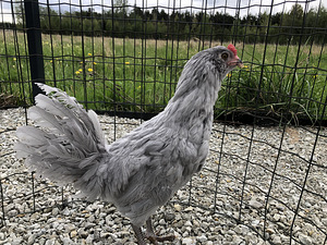 Lavendel araucana kukk (1 foto / 3)